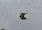 Pectoral Sandpiper (13)