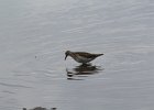 Pectoral Sandpiper (14)