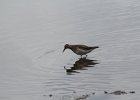 Pectoral Sandpiper (16)