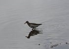 Pectoral Sandpiper (17)