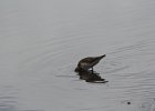 Pectoral Sandpiper (18)