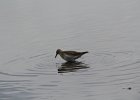 Pectoral Sandpiper (19)