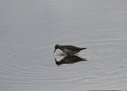 Pectoral Sandpiper (2)