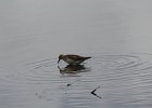 Pectoral Sandpiper (22)