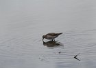 Pectoral Sandpiper (23)