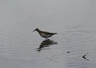 Pectoral Sandpiper (24)