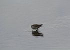 Pectoral Sandpiper (4)