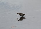 Pectoral Sandpiper (7)