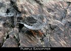 031 - 329 Purple Sandpiper