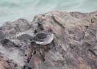 Purple Sandpiper (10)