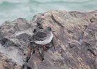 Purple Sandpiper (11)