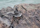 Purple Sandpiper (12)