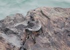 Purple Sandpiper (15)