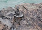 Purple Sandpiper (21)