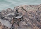 Purple Sandpiper (25)