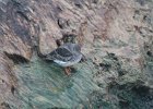 Purple Sandpiper (3)