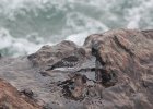 Purple Sandpiper (30)