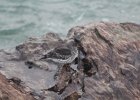Purple Sandpiper (32)