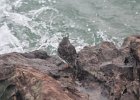 Purple Sandpiper (34)