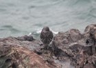 Purple Sandpiper (37)