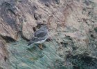 Purple Sandpiper (4)