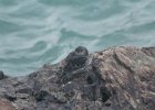 Purple Sandpiper (41)