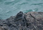 Purple Sandpiper (44)