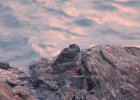 Purple Sandpiper (45)