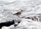Purple Sandpiper (48)