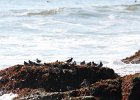 Purple Sandpiper (49)