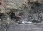 Purple Sandpiper (5)