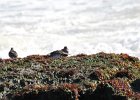 Purple Sandpiper (51)