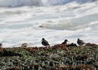 Purple Sandpiper (52)