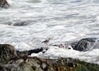 Purple Sandpiper (54)