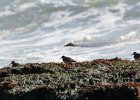 Purple Sandpiper (68)