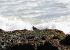 Purple Sandpiper (69)