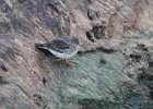 Purple Sandpiper (7)