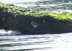 Purple Sandpiper (76)