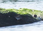 Purple Sandpiper (77)