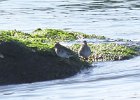 Purple Sandpiper (78)