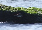 Purple Sandpiper (80)