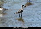 031 - 333 Stilt Sandpiper