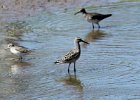 101Stilt Sandpiper