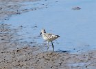 102Stilt Sandpiper