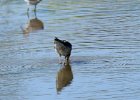 Stilt Sandpiper (1)