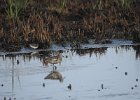 Stilt Sandpiper (13)