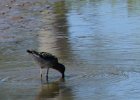 Stilt Sandpiper (3)