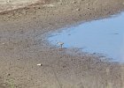 Stilt Sandpiper (9)