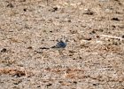 Buff-breasted Sandpiper (1)