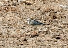 Buff-breasted Sandpiper (11)